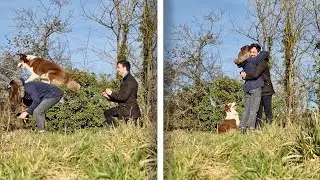Mans Dog Allows Him To Pull Off This Surprise Dog Trick Proposal