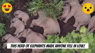 This Herd Of Elephants Made Anyone Fell In Love! | VIX