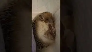🤗Ёжик потянулся и улыбнулся