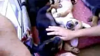 CACHORROS DE CHICA Y COQUI