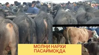 Шохидон мол бозори ударлари. 11.02.2020.