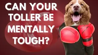 Can You Make Your Nova Scotia Duck Tolling Retriever More Mentally Tough?