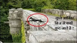 [Unsolved Mystery #1] Dogs Suicide Bridge -Overtoun Bridge |कुत्ते आखिर ब्रिज से क्यों कूद जाते है |