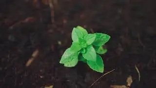 Nature.