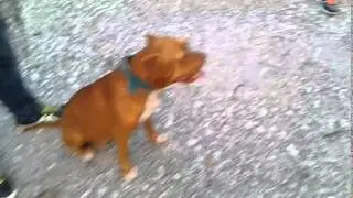 AMSTAFF/RED NOSE MIX