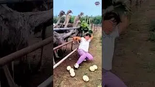 تستخدم عقلها لجمع بيض النَعام وإلا لن تنجو من نقرات النَعام المؤلمة #shorts