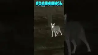 охота на волка 19 🐺