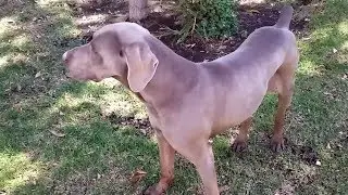Weimaraner - Braco de Weimar pelo corto - ワイマラナー - Gastón