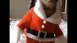 Котик Санта Клаус