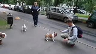 Бульдоги нашего двора: веселый вечер на троих!