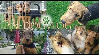 Dog Vlog: высококлассные щенки эрдельтерьера