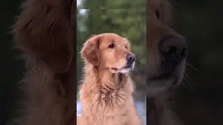 Five unique facts about animals part 2 