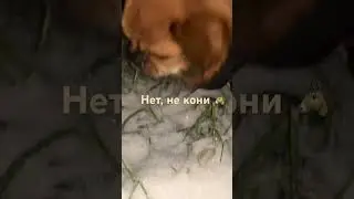 35. Кнопа 🐶 и лечебная травка 🪴