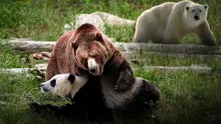 How Strong Is a Grizzly Bear Compared To Other Bears