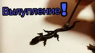 ВЫСТУПЛЕНИЕ ЯЩЕРИЦ /ЯЙЦА/ ихнее оболочка?