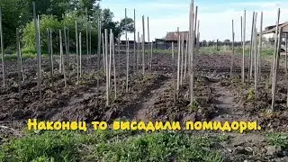 Деревенские будни. Высадили помидоры. Цыплята растут.