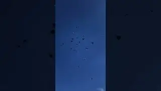 В Енакиево голуби не летают