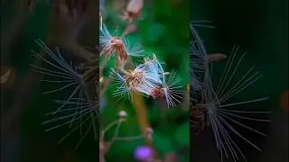 Macro Photography, LMC 8.4 