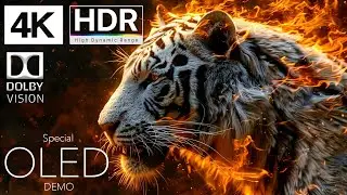 4K HDR 60 FPS Dolby Vision - Special OLED Demo