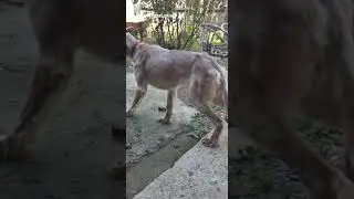The dog sees the bird