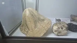 Interesting and Curious Maritime Museum of Arica, Chile