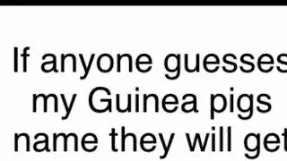 If you guess my guinea pigs name you will get pinned