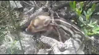 sevimli yaban domuzu yavrusu 2