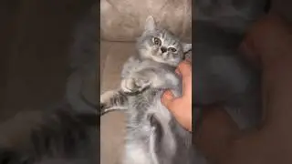 #music #keşfet #cover #kesfet #cat #catmusic #funnyanimals