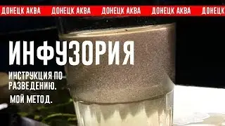 Amazing idea как вырастить Инфузорию,  Ciliophora, стартовый Корм для рыб, How to make fish food,