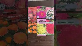 🌸Хризантелла или китайская астра. Рассадный метод🌸