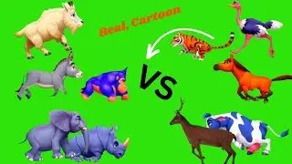 2d cartoon animal stumped green screen video 