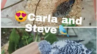 Handfeeding time ft Bts song.