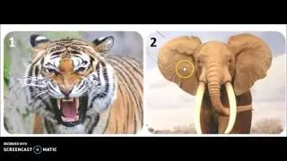 Mammals