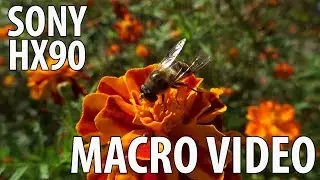 Sony HX90 macro video example with OIS (handheld)