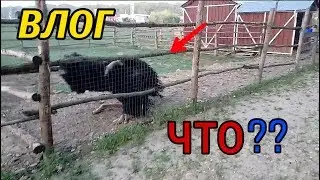 Влог:💥что он делает???
