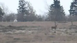 DEER ROARING ^^