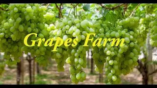 Grape Farm Tour | Famous Grape Farming Maharashtra