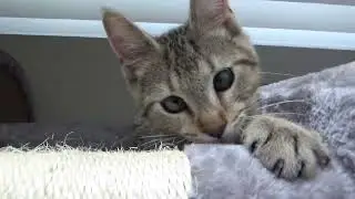 say hello toby!