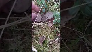 сколько их тут?
