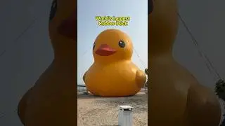 World’s Largest Rubber Duck! #shorts