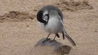 Pied Wagtail Preening On A Beach