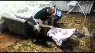 Кошка зашитница