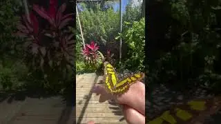 THE BUTTERFLY FARM ARUBA | Butterfly lovers explore the Butterfly Farm in Aruba