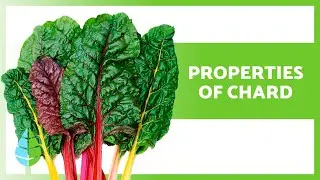The Surprising HEALTH BENEFITS of CHARD 🌱 (Properties, Uses, and Contraindications)