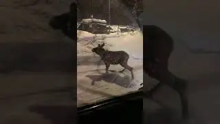 Не каждый день тебя лось сбивает 