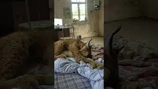 Рысь Даша - слюнявит пододеяльник