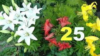Lilies and daylilies in the garden