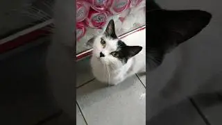 КОШКА В МАГАЗИНЕ 