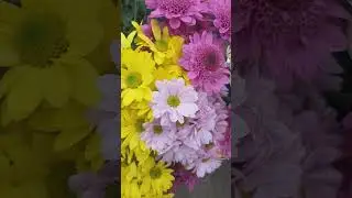 🍃🏵Beautiful mix-colored chrysanthemums🏵🍃#shorts #flowers #chrysanthemums