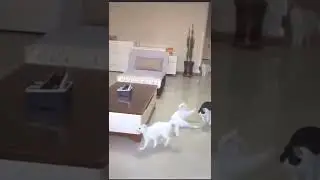 cats videos